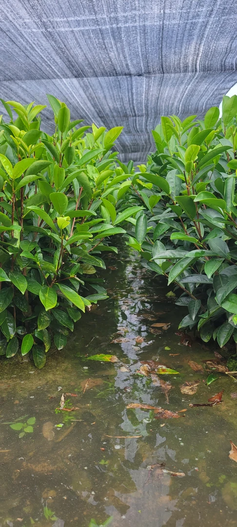 单丛茶苗  鸭屎香茶苗    200棵起拍，不包邮