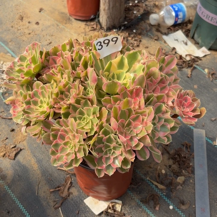 夜罗刹多肉植物不包损399瑕疵