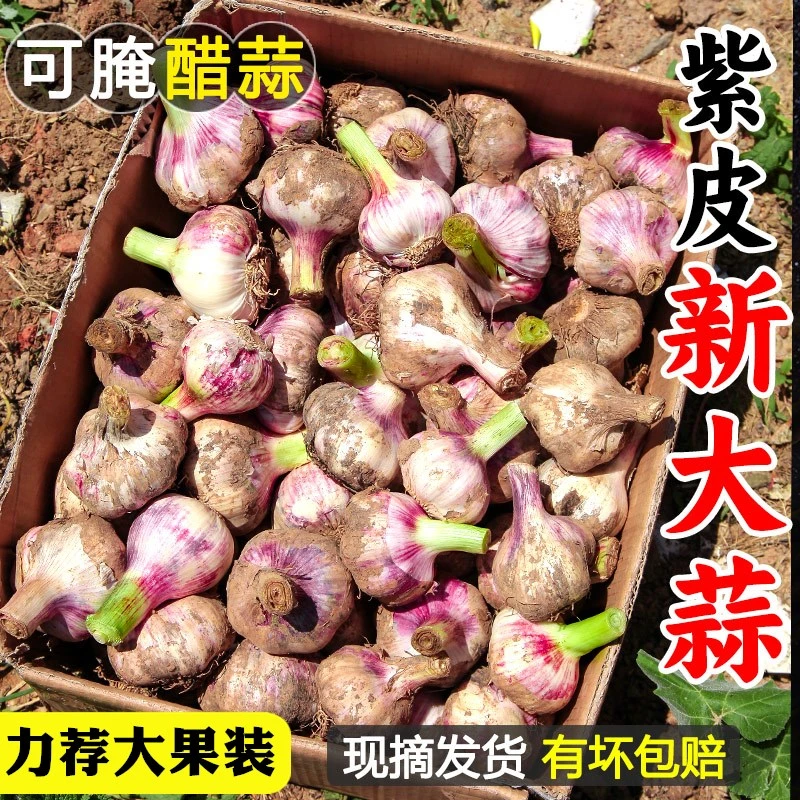2025新鲜云南紫皮大蒜头湿蒜新蒜农家多瓣蒜整箱现挖鲜蒜头特大果