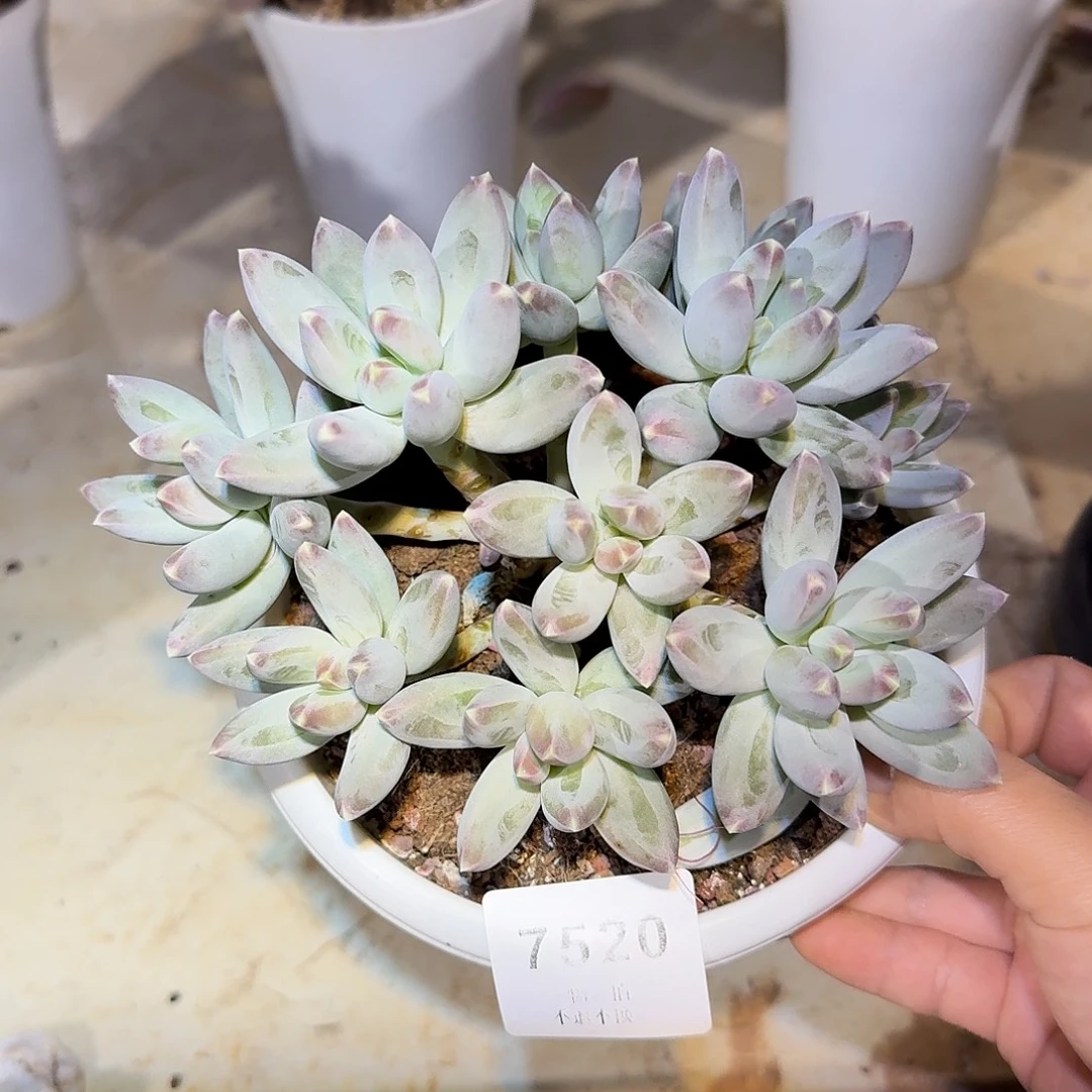 艳***姐7520号松果美人多肉