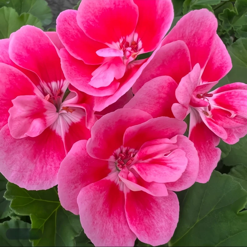 【贵妃粉】直立 带花苞精品多分支天竺葵原盆原土发货多季开花卉