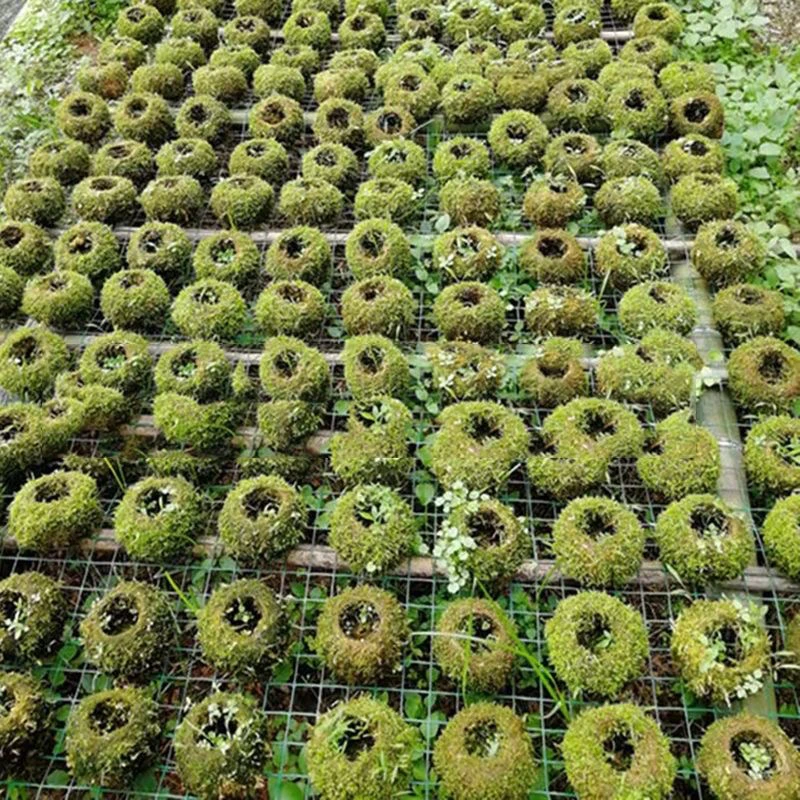 苔藓花盆植物创意盆绿植苔藓球懒人石斛蝴蝶兰蕨类种植青苔趣味盆