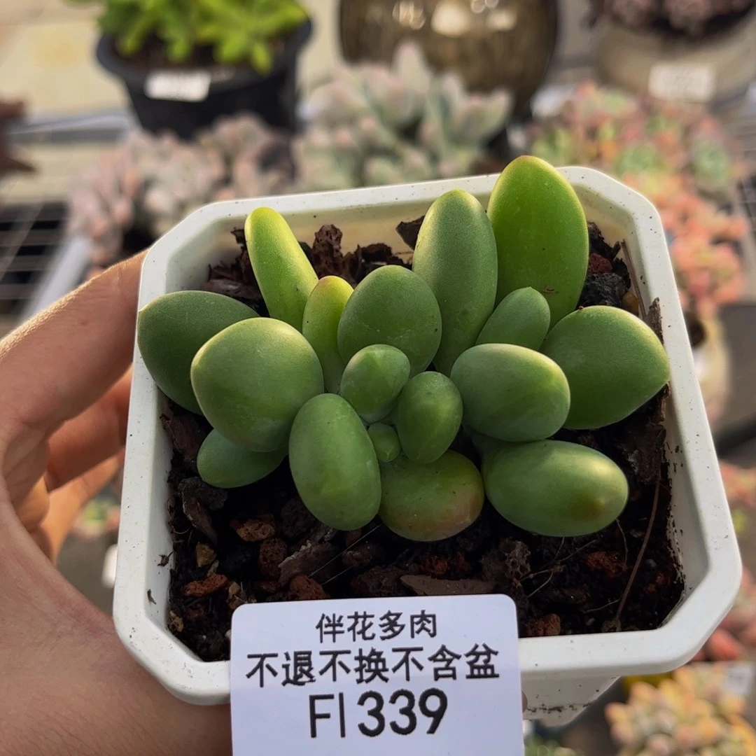 339-芒果奶多肉6cm