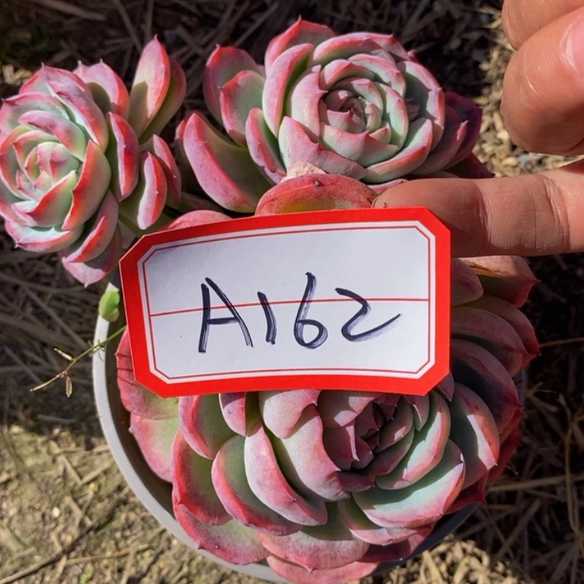 【闪购商品】用****9多肉植物