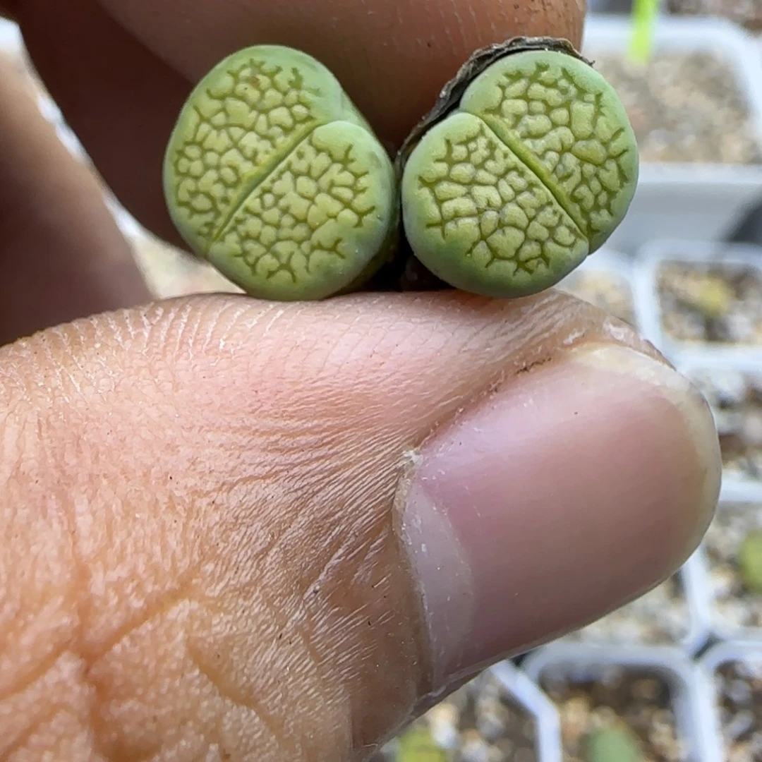 810 生石花大棚直播