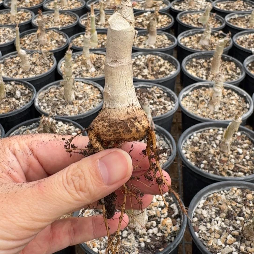 祖提葡萄瓮一物一拍多肉