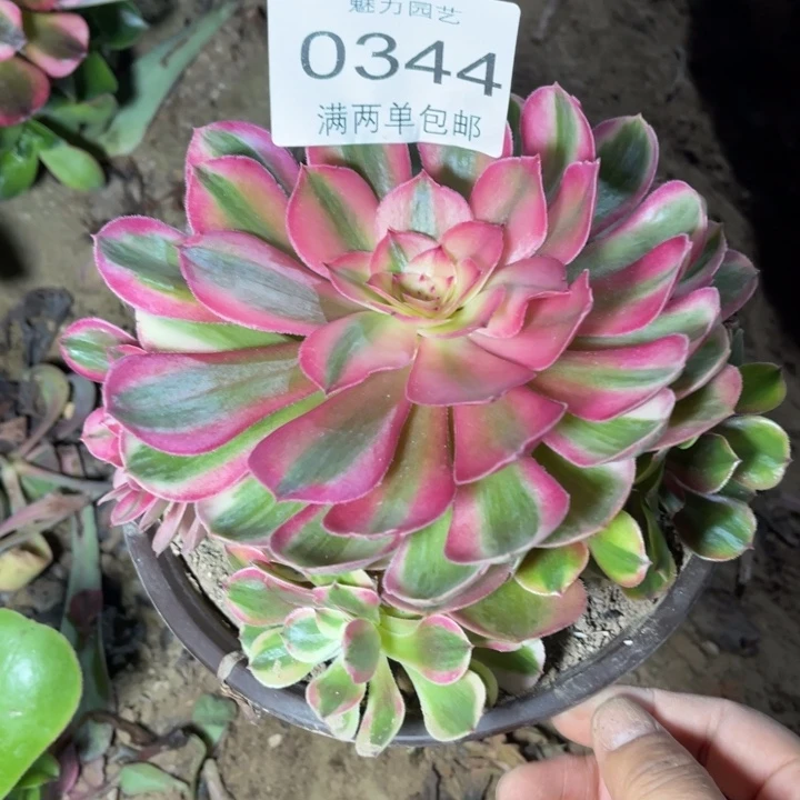 荔枝的润的人肉肉0344