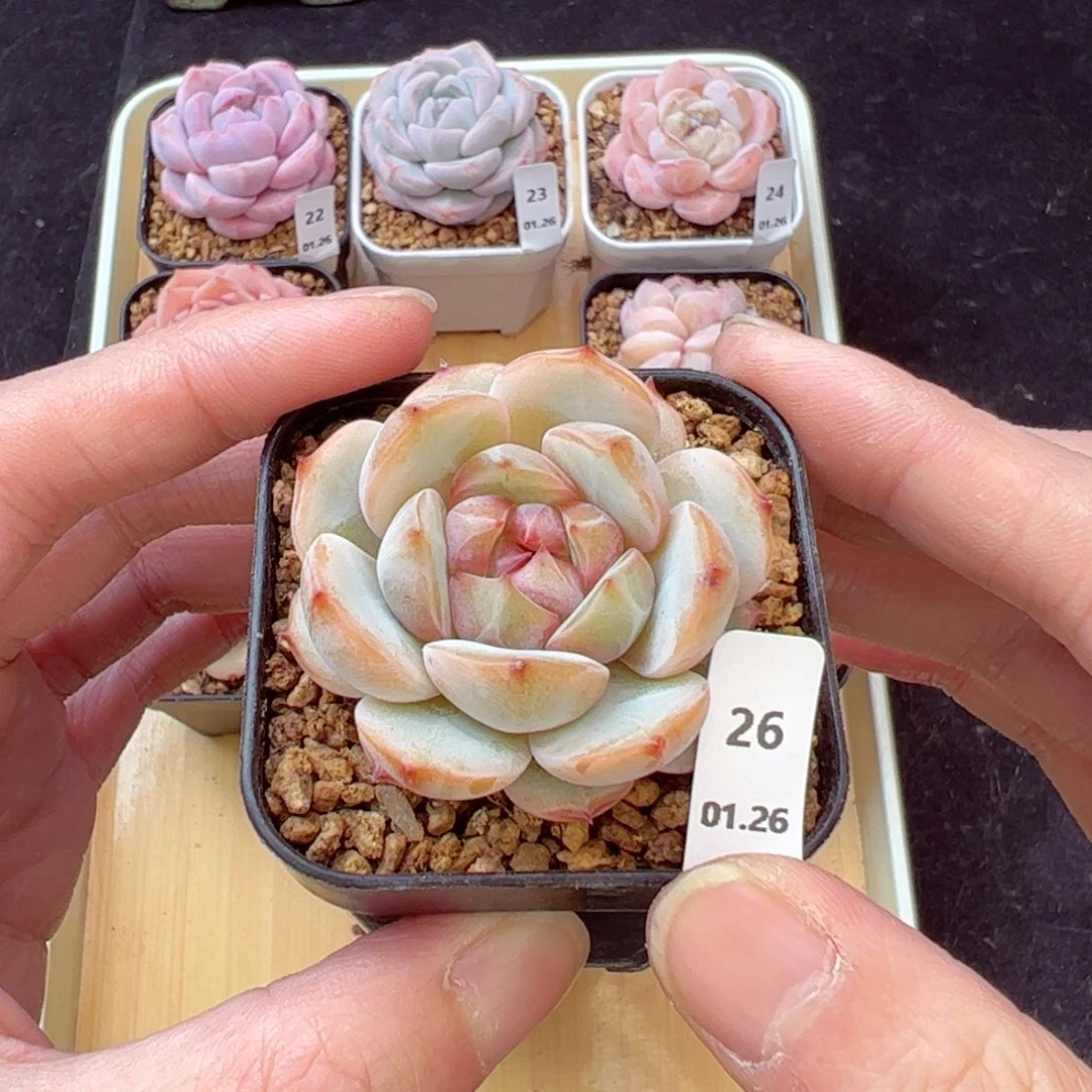 松果珍妮26、哈哈哈哈