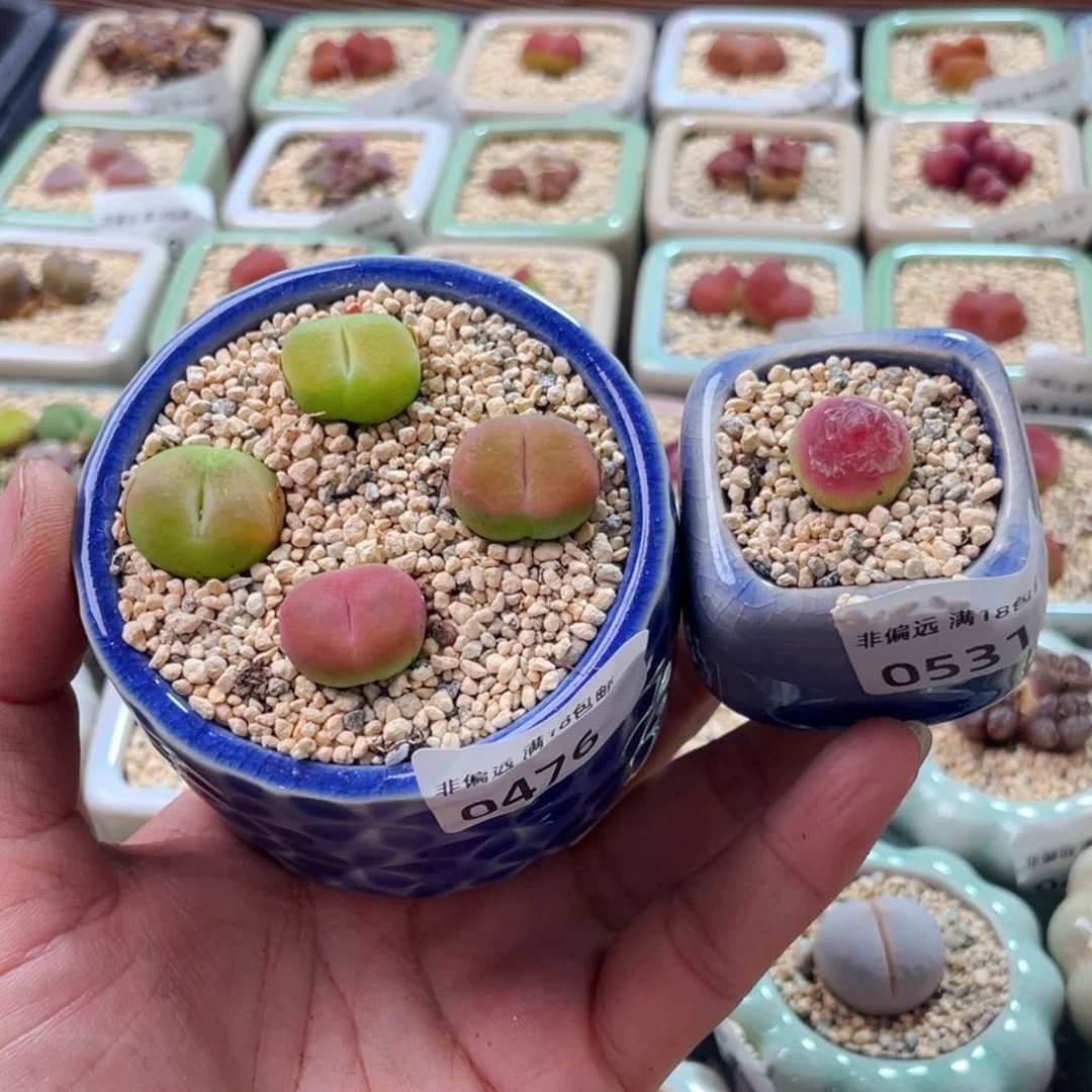 无花朵k***k0476-0531 一物一拍 带盆