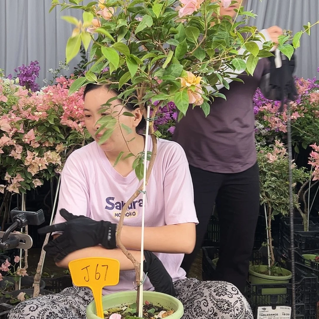 M***丽大部分花苞少量开放J67金发