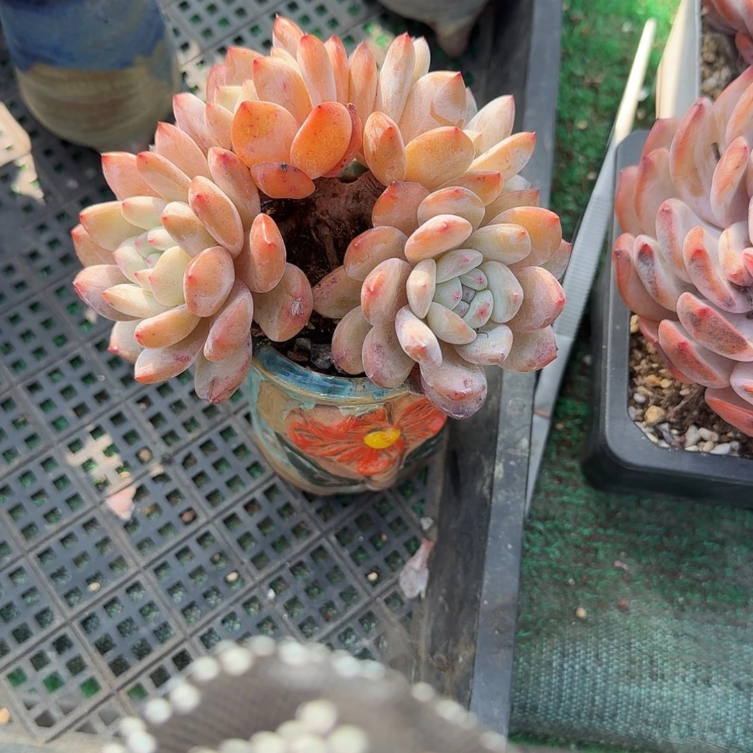 橙子4头带陶盆发货