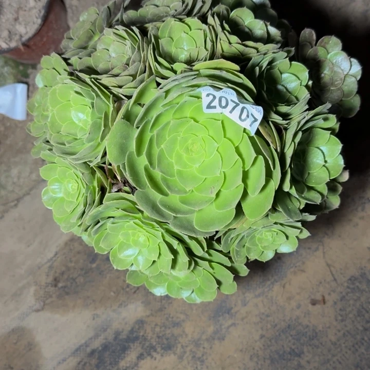 20707万圣节多肉植物