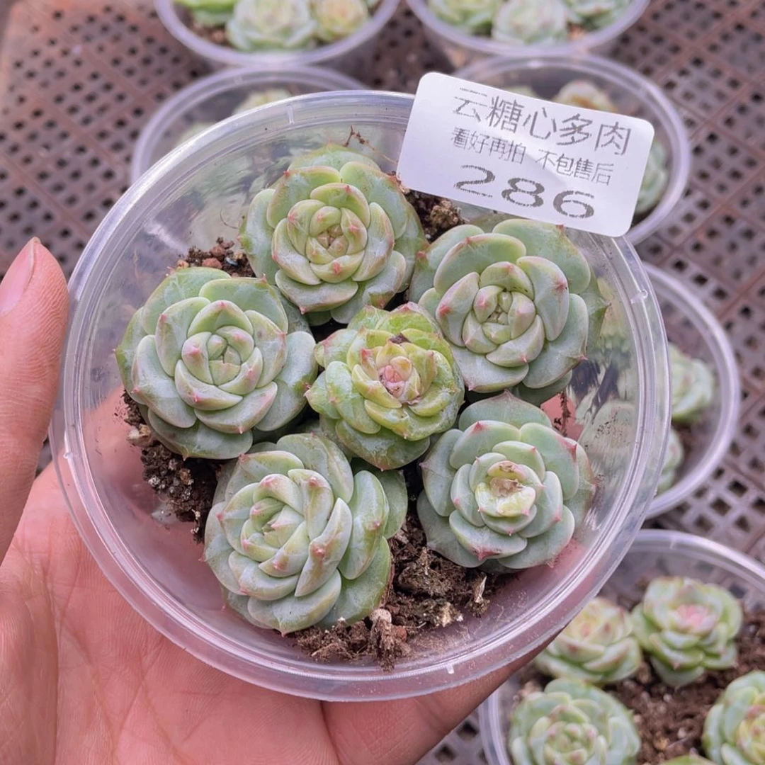 云糖心多肉植物286