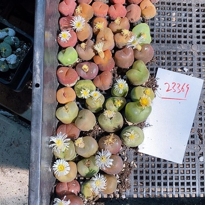 淘***儿23369。   一组蟠桃。