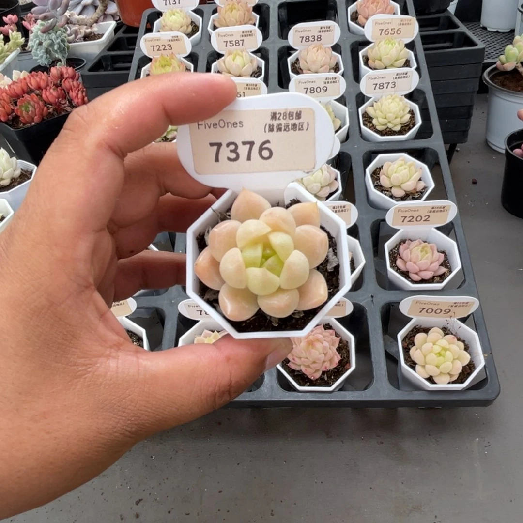 7376 麦秆3.5厘米