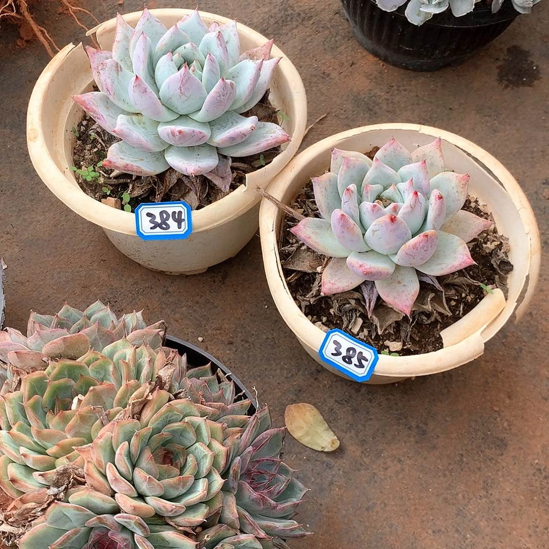 384-385两颗一物一拍多肉