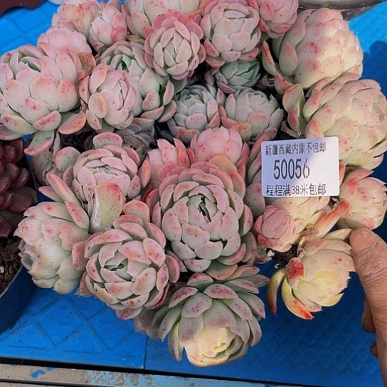 百*果贝瑞50056多肉