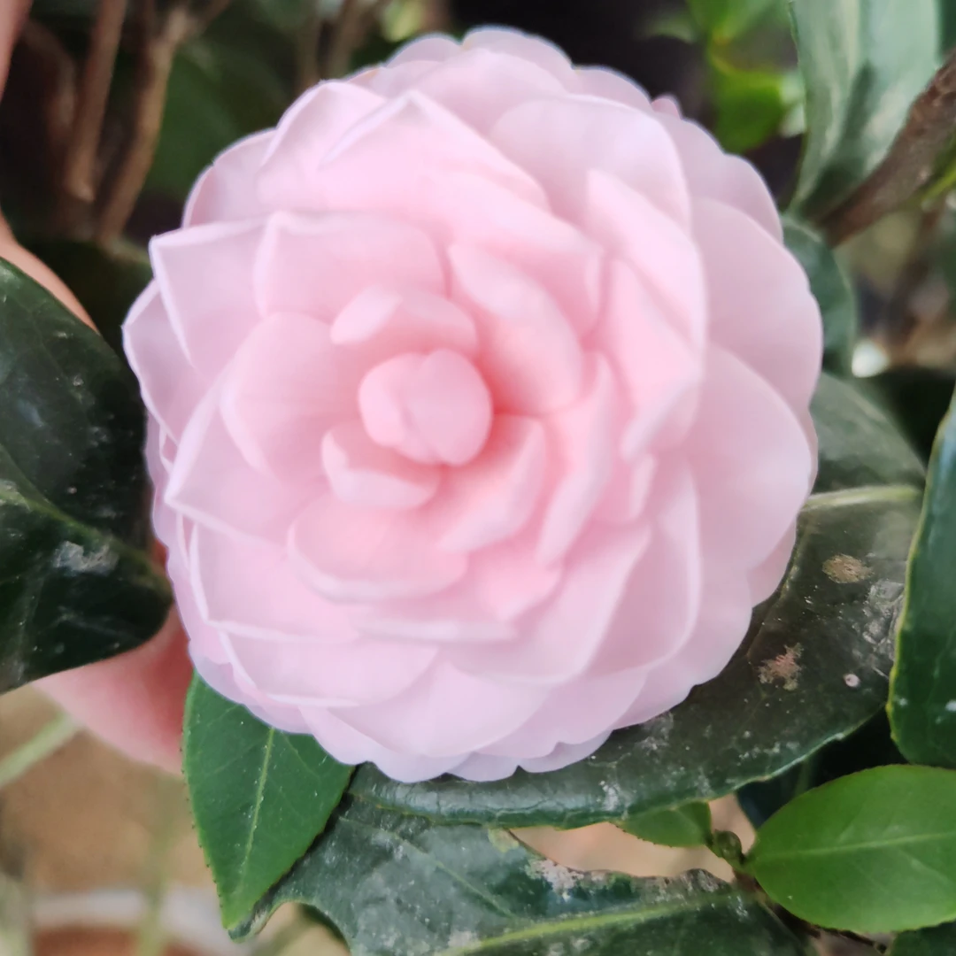 宫粉茶花盆栽小桃红粉色带花苞山茶花树苗室内外庭院名贵花卉绿植