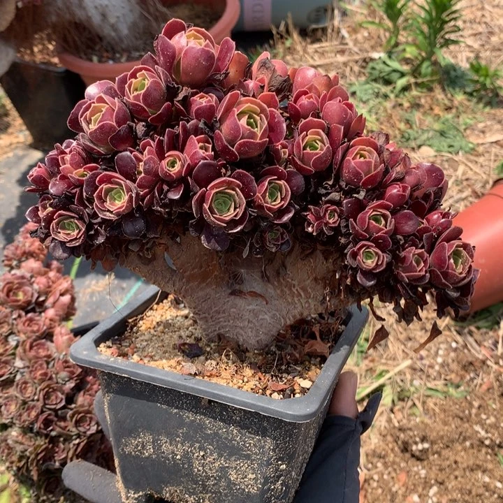 雨***果欧朵朵跟货一起发货啊