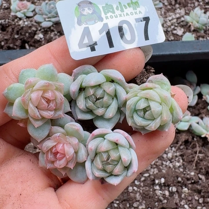 多肉植物多肉植物