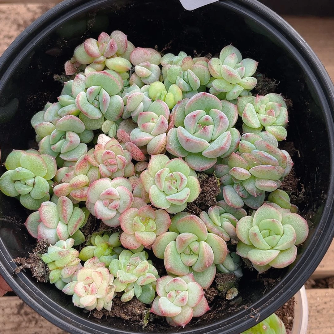 多肉植物多肉植物334