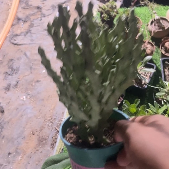 白珊瑚群一物一拍