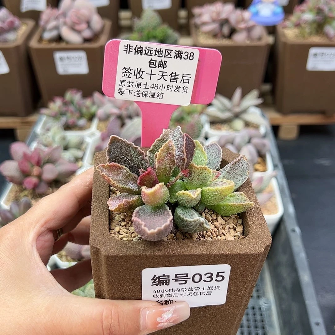 ?**?035草莓多肉植物