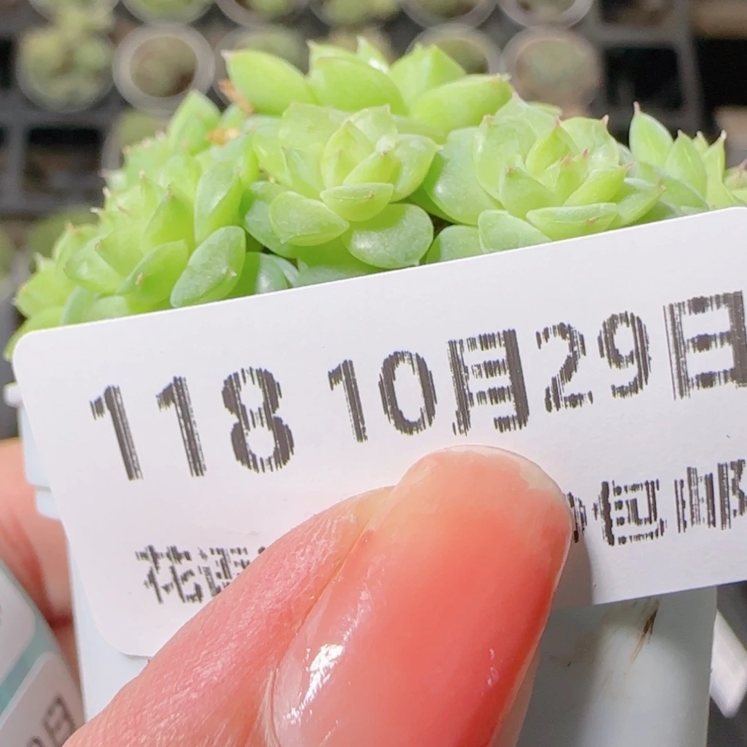 花语逸镜1029-118整