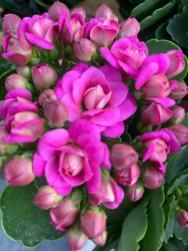 【奥斯塔130杯】玫紫色重瓣长寿花室内外盆栽开花好养