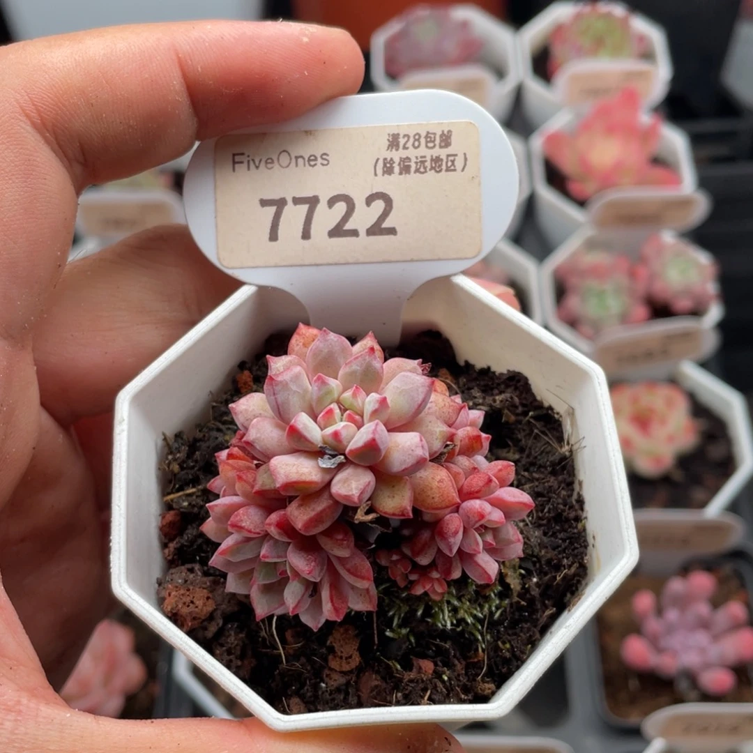 蓝宝石7722-4.5厘米