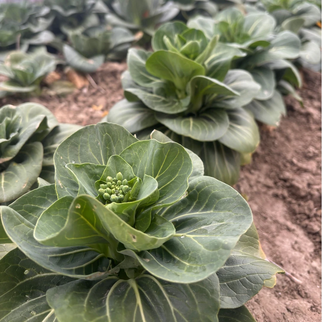 【小阿姨苏北霜冻菜苔】农家自种头茬苏北霜冻菜苔软糯好吃整箱发货