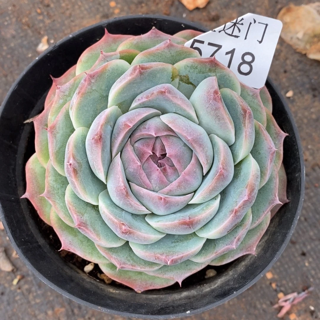 m***酱杂交精品多肉5718~8厘米