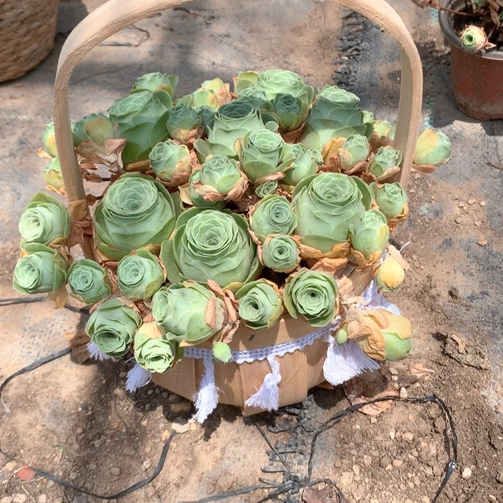 小玉玫瑰多肉群6头以上4个