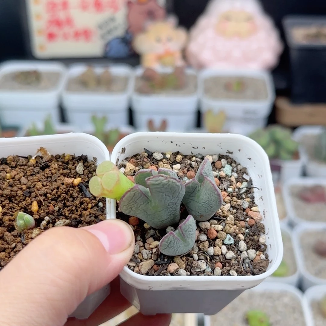 糖****豆2.25.35/多肉植物