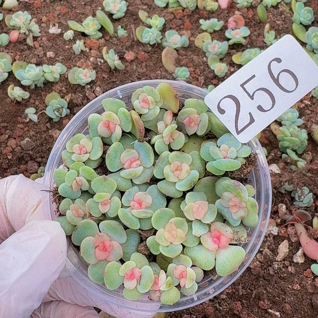 多肉植物多肉植物256