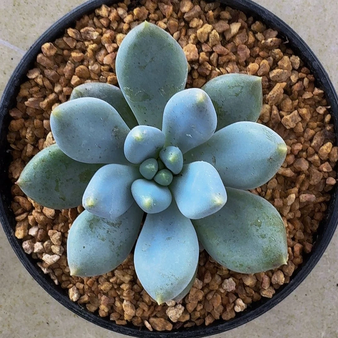 黄胖体哥特 单头 一物一拍