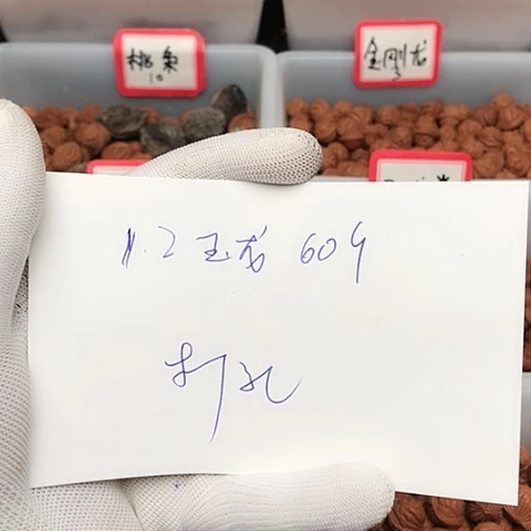 王***勤桃核吊坠龙纹桃核的搭配