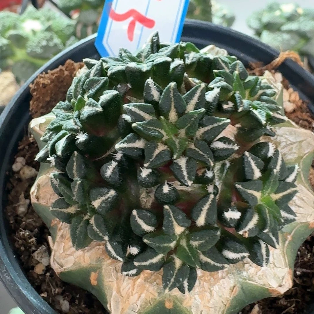 【闪购商品】无花朵发***虫姬牡丹75