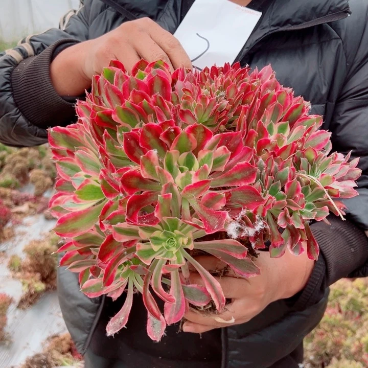 女郎醉话2号多肉法师