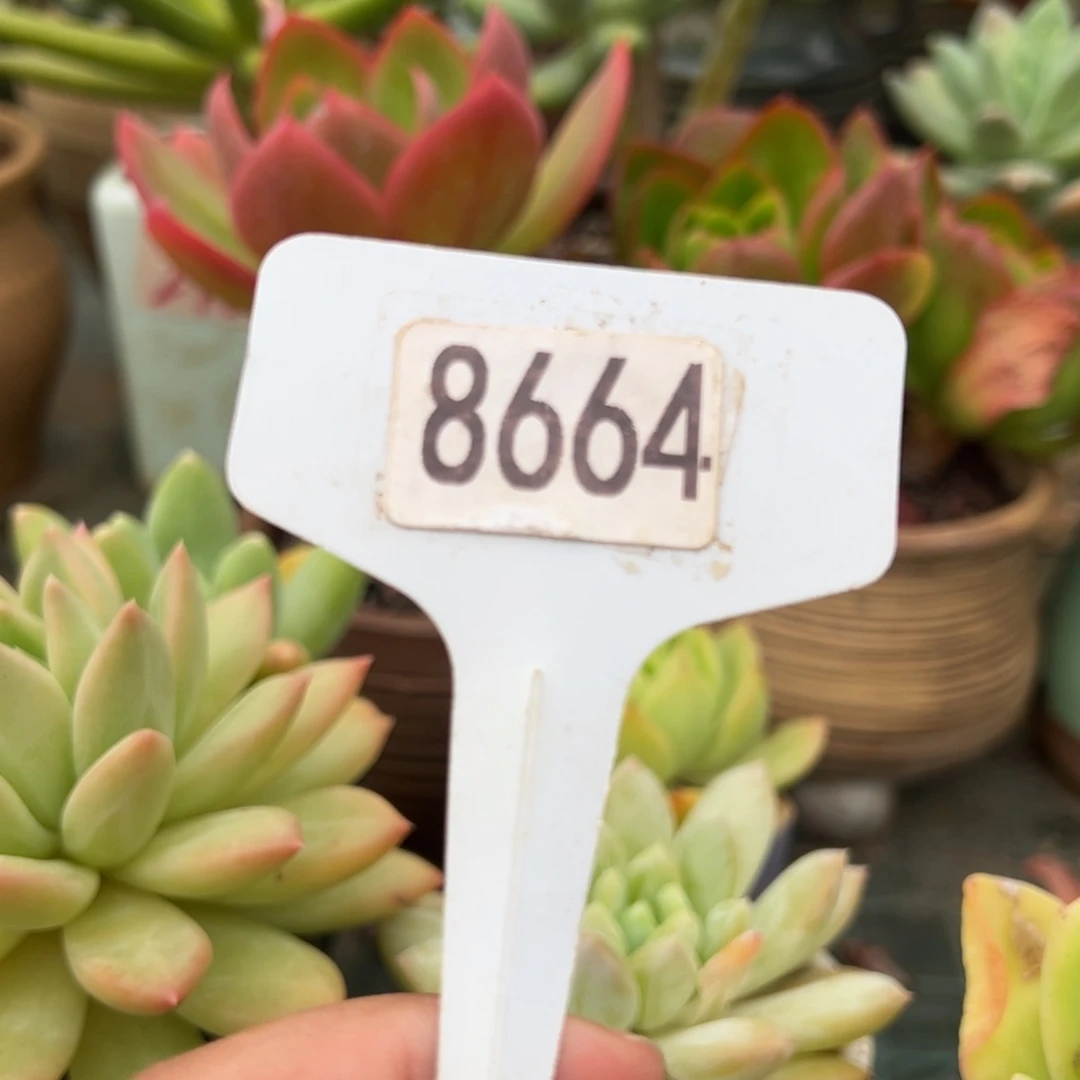 【闪购商品】过***友8664。11111111