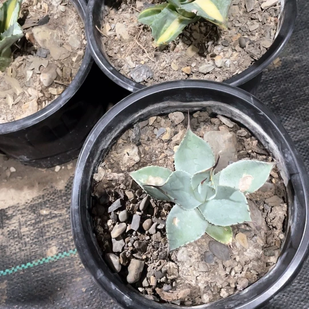 菲***属无花朵龙舌兰绿色植物