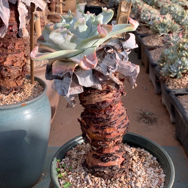 墨**～普芙雾冷塔，2月8日发货