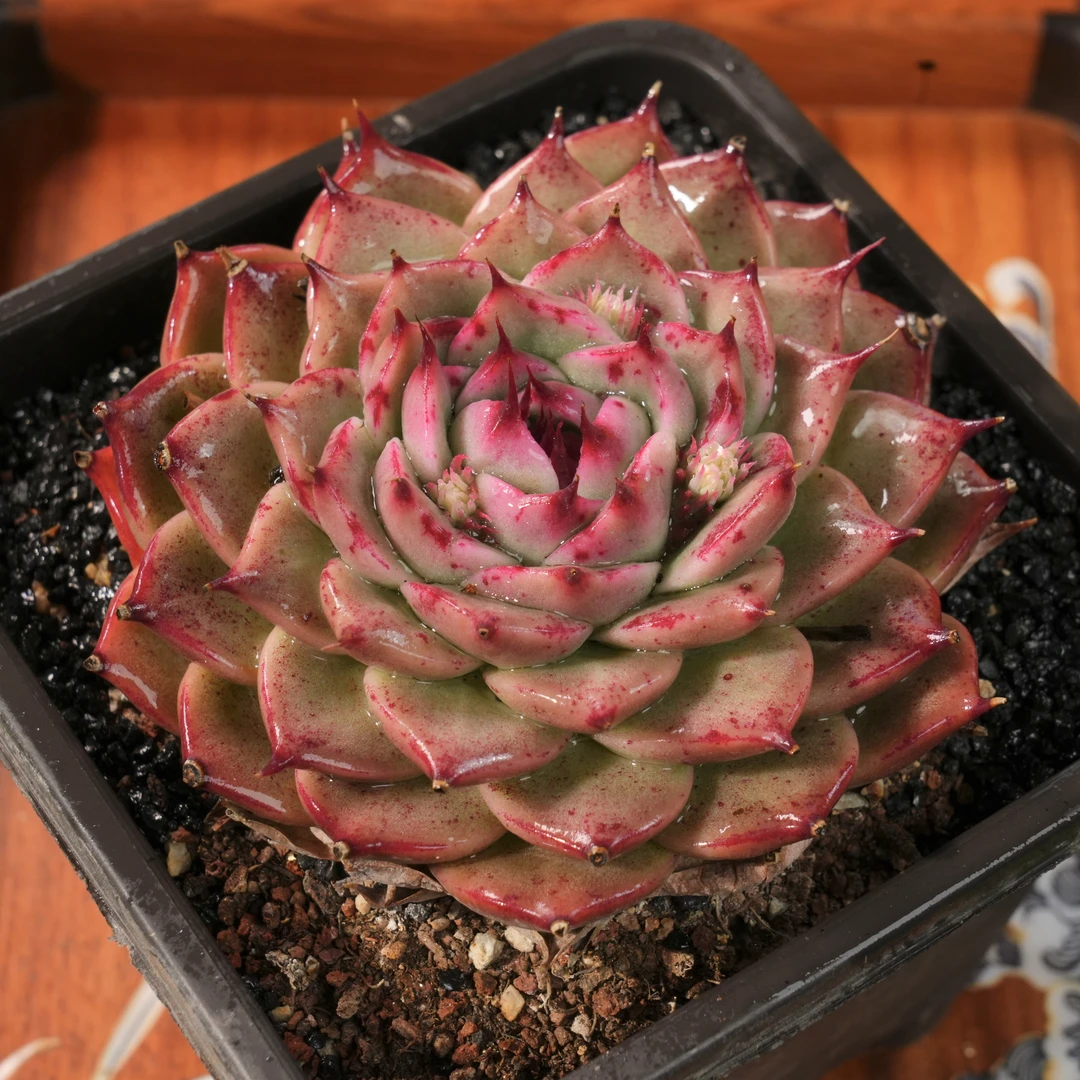 【从前慢甄选】托斯卡内利多肉  量拍链接