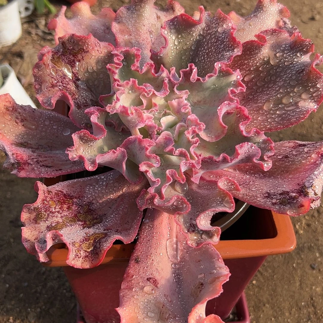多肉植物高沙之翁