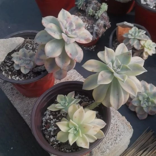 胧月白覆轮锦+锦乐覆轮锦