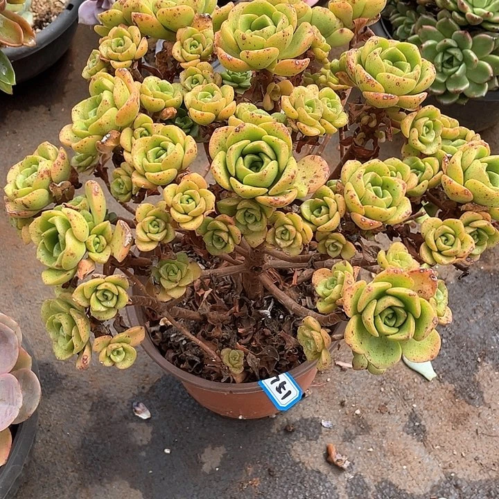 751百合丽丽 一物一拍多肉