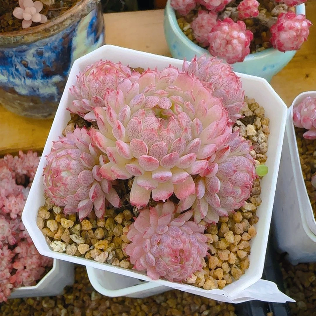 小红衣，052，仙农出品