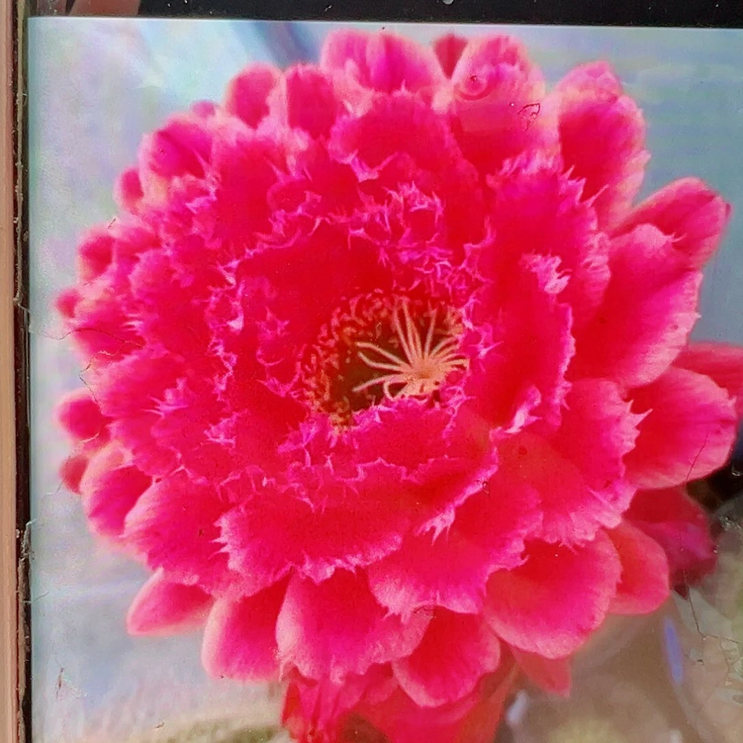 毛花柱蒙娜丽莎侧芽 20 包邮