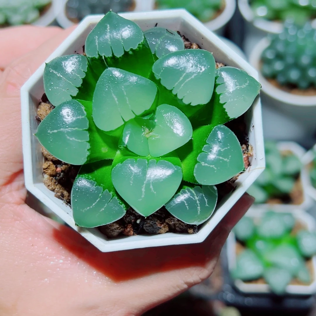 姬翠多肉植物阿阿