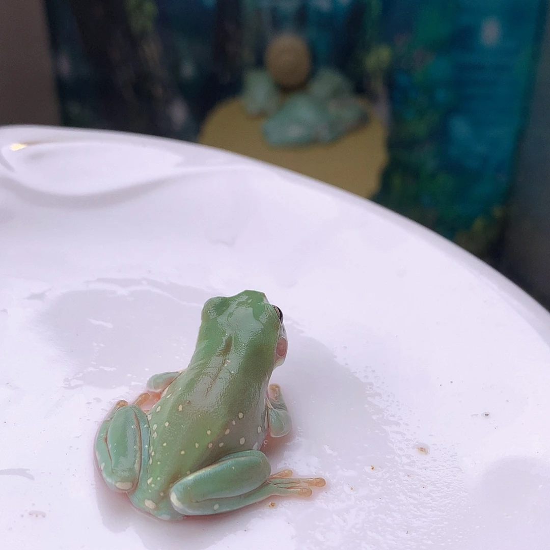 老爷树蛙11号金色青柠系列澳蓝雪花